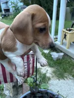 Millie , a female Miniature Dachshund for sale in Vanderbilt, PA – 3 of 6