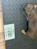 Rita, a female Miniature Dachshund for sale in Vanderbilt, PA – 1 of 4