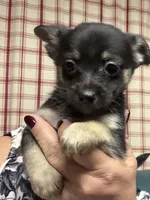 Normie, a male Chihuahua for sale in Vanderbilt, PA – 3 of 6