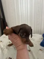 Rita, a female Miniature Dachshund for sale in Vanderbilt, PA – 2 of 4