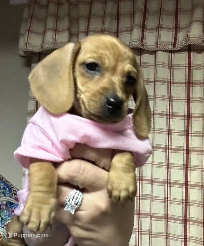 Mable  – Miniature Dachshund puppy for sale in Vanderbilt, PA