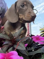 Rudy , a male Miniature Dachshund for sale in Vanderbilt, PA – 3 of 6