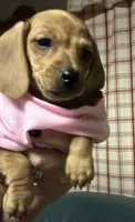 Mable , a female Miniature Dachshund for sale in Vanderbilt, PA – 3 of 4