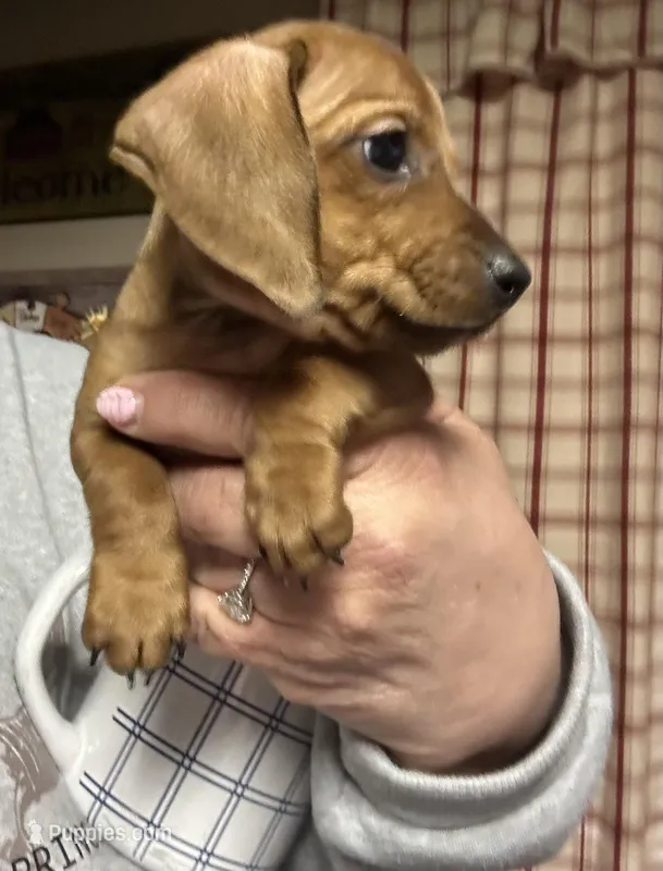 Johnny  – Miniature Dachshund puppy for sale in Vanderbilt, PA