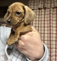 Johnny , a male Miniature Dachshund for sale in Vanderbilt, PA – Photo 2 of 2