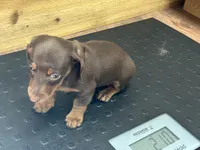 Rita, a female Miniature Dachshund for sale in Vanderbilt, PA – 4 of 4