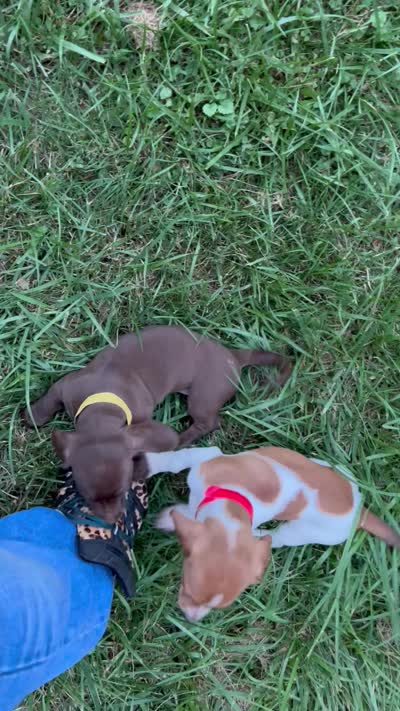 Millie , a female Miniature Dachshund for sale in Vanderbilt, PA – 6 of 6