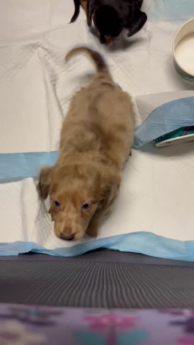 Charlie , a male Miniature Dachshund for sale in Vanderbilt, PA – 8 of 8