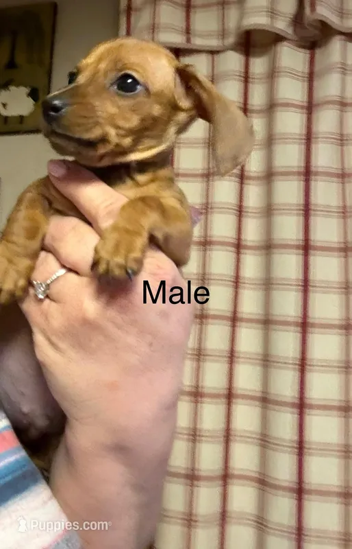 Buster  – Miniature Dachshund puppy for sale in Vanderbilt, PA