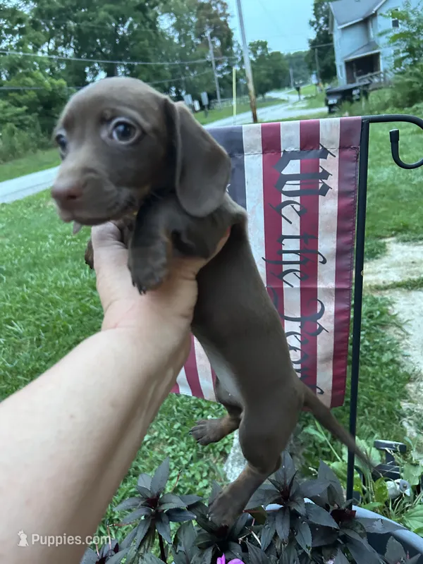 Roxanne  – Miniature Dachshund puppy for sale in Vanderbilt, PA