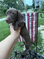 Roxanne , a female Miniature Dachshund for sale in Vanderbilt, PA – 1 of 9