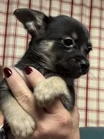 Normie, a male Chihuahua for sale in Vanderbilt, PA – 6 of 6