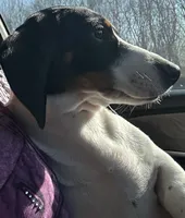 Dominio, a female Dachshund for sale in Vanderbilt, PA – Photo 3 of 3