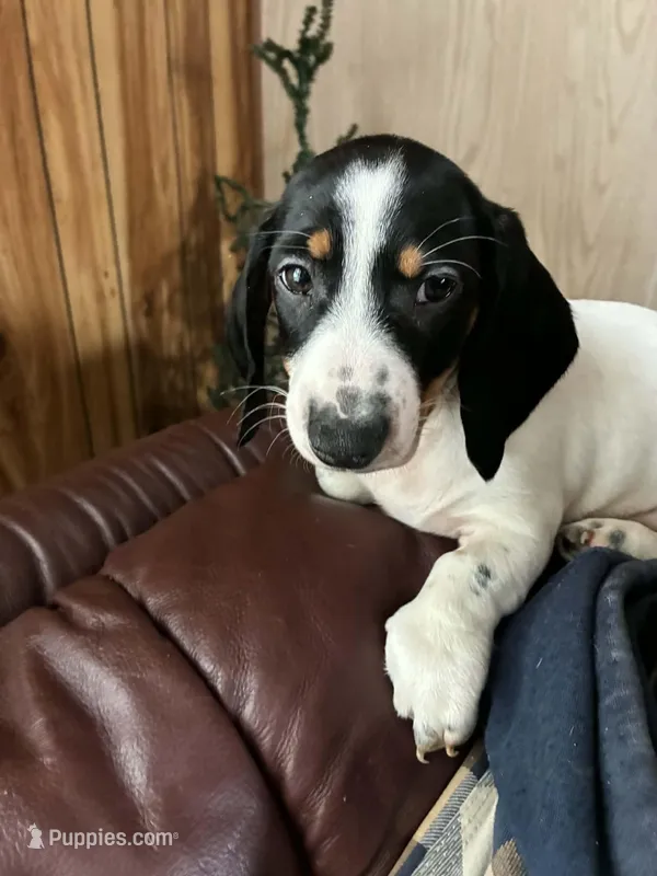 Dominio – Dachshund puppy for sale in Vanderbilt, PA