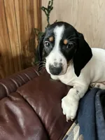 Dominio, a female Dachshund for sale in Vanderbilt, PA – Photo 1 of 3