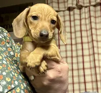 Cash , a male Miniature Dachshund for sale in Vanderbilt, PA – Photo 5 of 5