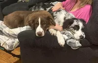 Winston , a male Australian Shepherd for sale in Vanderbilt, PA – Photo 2 of 3