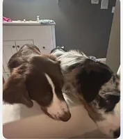 Winston , a male Australian Shepherd for sale in Vanderbilt, PA – Photo 3 of 3