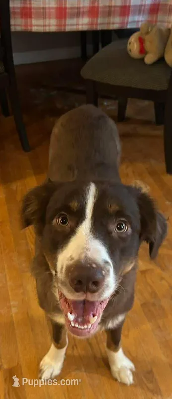 Winston  – Australian Shepherd puppy for sale in Vanderbilt, PA