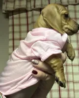 Mable , a female Miniature Dachshund for sale in Vanderbilt, PA – 2 of 4