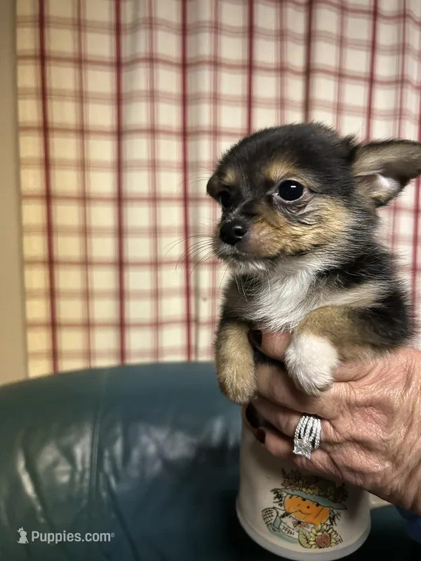Dixie Lou – Chihuahua puppy for sale in Vanderbilt, PA