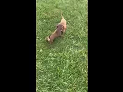 Rudy , a male Miniature Dachshund for sale in Vanderbilt, PA – 4 of 6