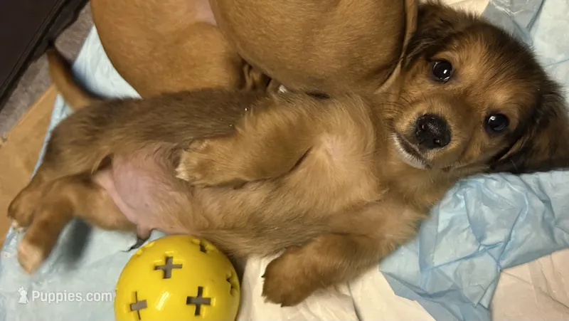 Larry  – Miniature Dachshund puppy for sale in Vanderbilt, PA