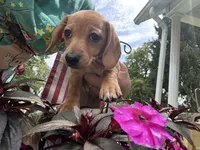 Sally , a female Miniature Dachshund for sale in Vanderbilt, PA – 2 of 3