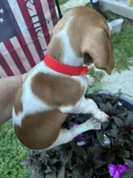Millie , a female Miniature Dachshund for sale in Vanderbilt, PA – 4 of 6