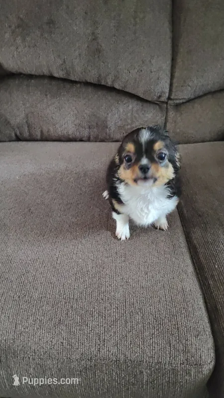 Dillon  – Chihuahua puppy for sale in Vanderbilt, PA