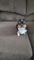 Dillon , a male Chihuahua for sale in Vanderbilt, PA – 1 of 2