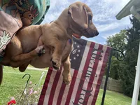 Sally , a female Miniature Dachshund for sale in Vanderbilt, PA – 3 of 3