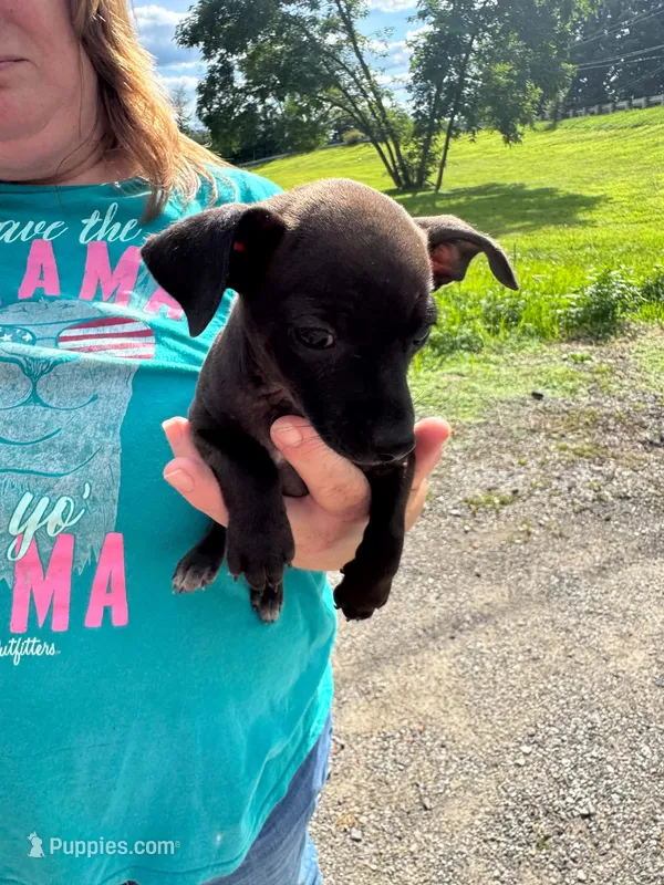 Roxi – Chihuahua puppy for sale in Vanderbilt, PA