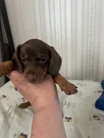 Rita, a female Miniature Dachshund for sale in Vanderbilt, PA – 3 of 4