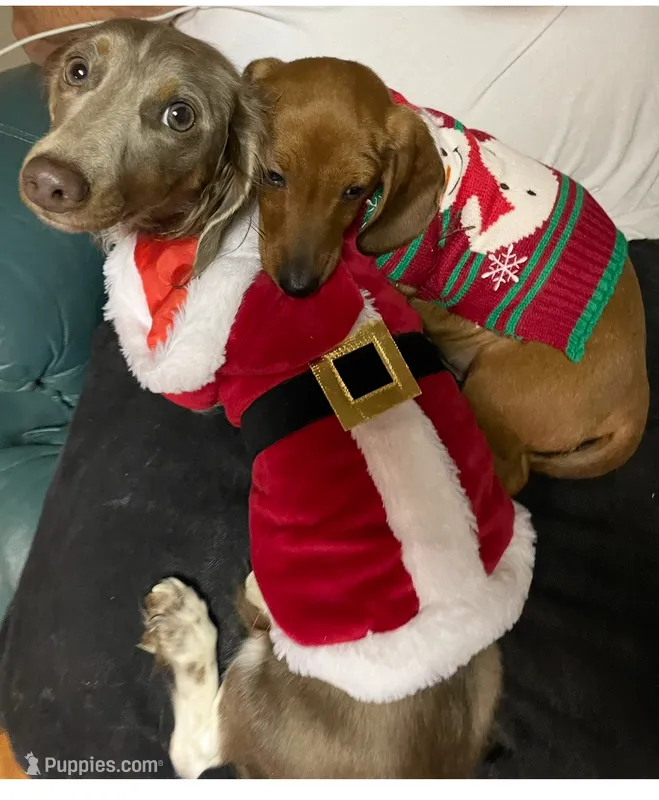 Rocket  – Miniature Dachshund puppy for sale in Vanderbilt, PA