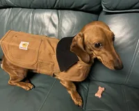Rocket , a male Miniature Dachshund for sale in Vanderbilt, PA – 3 of 3