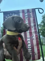 Roxanne , a female Miniature Dachshund for sale in Vanderbilt, PA – 3 of 9