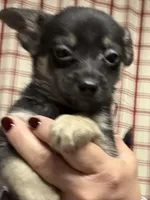 Normie, a male Chihuahua for sale in Vanderbilt, PA – 2 of 6