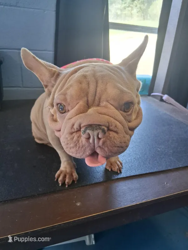 Tina  – French Bulldog puppy for sale in Vanderbilt, PA