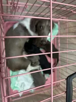 Dexter , a male Miniature Dachshund for sale in Vanderbilt, PA – 4 of 7