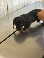 Dexter , a male Miniature Dachshund for sale in Vanderbilt, PA – 3 of 7