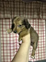 Larry , a male Miniature Dachshund for sale in Vanderbilt, PA – 3 of 3