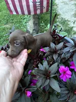 Roxanne , a female Miniature Dachshund for sale in Vanderbilt, PA – 6 of 9