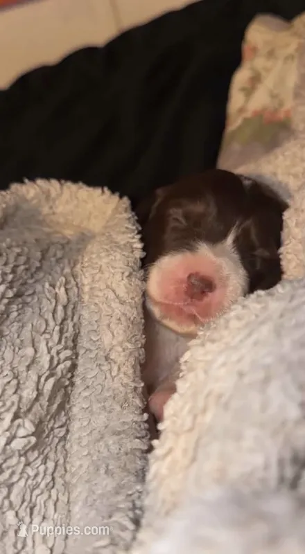 Copper  – Australian Shepherd puppy for sale in Vanderbilt, PA