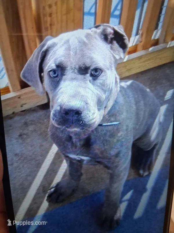 Indie – Cane Corso puppy for sale in Vanderbilt, PA