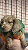 Charlie , a male Miniature Dachshund for sale in Vanderbilt, PA – 1 of 8
