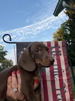 Rudy , a male Miniature Dachshund for sale in Vanderbilt, PA – 2 of 6