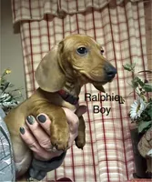 Ralphie, a male Miniature Dachshund for sale in Vanderbilt, PA – Photo 2 of 3