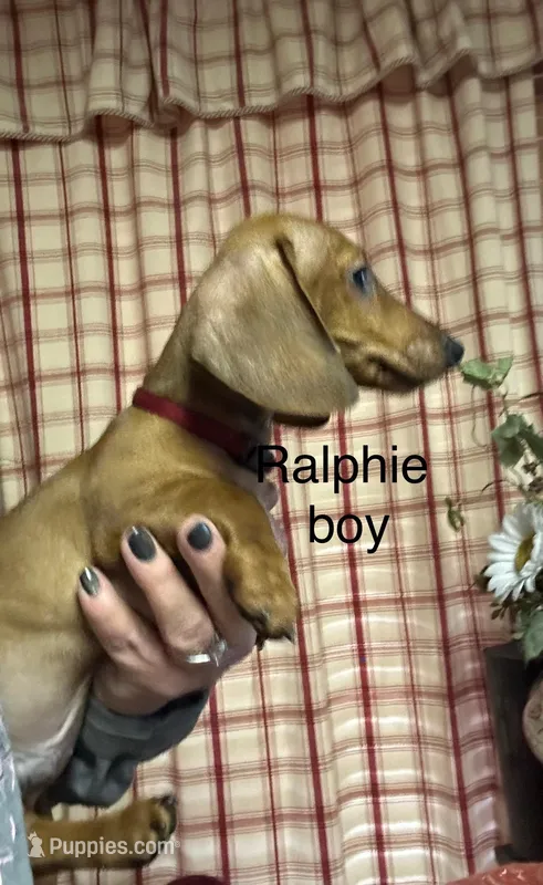 Ralphie – Miniature Dachshund puppy for sale in Vanderbilt, PA