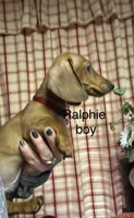 Ralphie, a male Miniature Dachshund for sale in Vanderbilt, PA – Photo 1 of 3